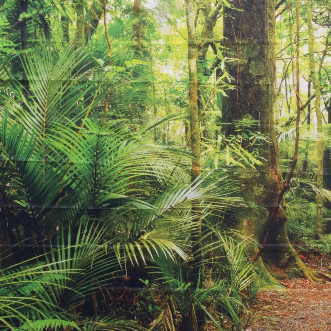 Horyzont Jungle 3. Gęsty las tropikalny z bujną zieloną roślinnością, dużymi drzewami pokrytymi mchem i pnączami oraz różnorodnymi liśćmi, w tym palmami i paprociami. Naturalna ścieżka pokryta liśćmi i gałązkami prowadzi przez las, tworząc wyraźny kontrast z otaczającą zielenią. Naturalne światło przenika przez korony drzew, tworząc jasne plamy światła i cienia, dodając głębi krajobrazowi. Idealne tło dekoracyjne na letnie eventy czy imprezy tematyczne we Wrocławiu i okolicach, dostępne w wypożyczalni rent4events.pl. Doskonała scenografia do tworzenia wyjątkowej atmosfery na każde wydarzenie - rent4events.pl wypożycz wrażenia, rent4weddings.pl zachowaj wspomnienia.