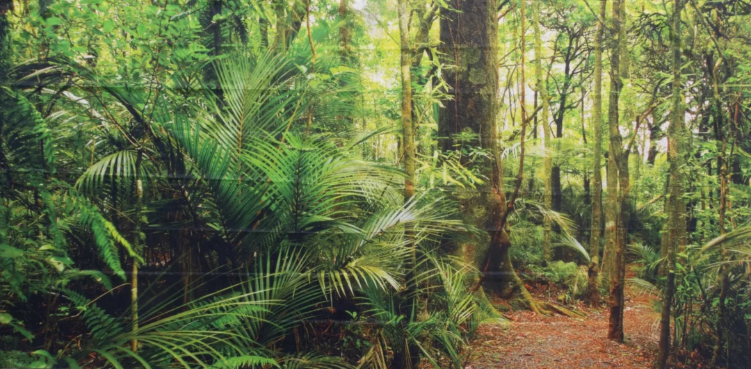 Horyzont Jungle 3. Gęsty las tropikalny z bujną zieloną roślinnością, dużymi drzewami pokrytymi mchem i pnączami oraz różnorodnymi liśćmi, w tym palmami i paprociami. Naturalna ścieżka pokryta liśćmi i gałązkami prowadzi przez las, tworząc wyraźny kontrast z otaczającą zielenią. Naturalne światło przenika przez korony drzew, tworząc jasne plamy światła i cienia, dodając głębi krajobrazowi. Idealne tło dekoracyjne na letnie eventy czy imprezy tematyczne we Wrocławiu i okolicach, dostępne w wypożyczalni rent4events.pl. Doskonała scenografia do tworzenia wyjątkowej atmosfery na każde wydarzenie - rent4events.pl wypożycz wrażenia, rent4weddings.pl zachowaj wspomnienia.