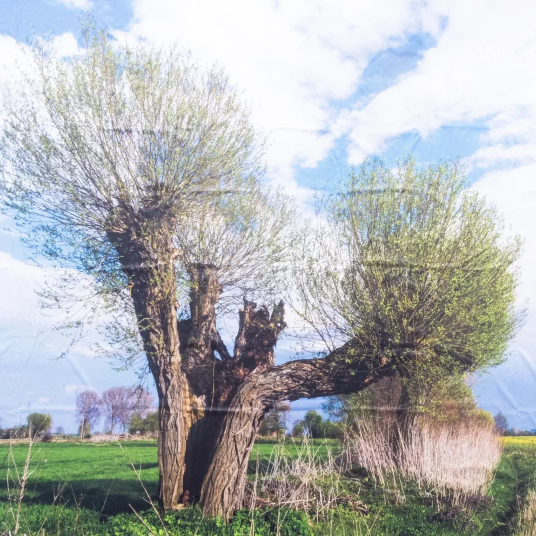 Horyzont Krajobraz Wieś Wierzba. Wiejski krajobraz przedstawiający dużą wierzbę rosnącą na otwartym polu, otoczoną bujną zielenią trawy i roślinności. Drzewo ma rozłożysty pień i gęstą koronę z młodymi liśćmi, co sugeruje wiosenną lub letnią scenerię. W tle widoczne jest błękitne niebo z białymi chmurami, tworzące spokojny i pogodny nastrój. Idealne tło na letnie i wiejski eventy lub wesela we Wrocławiu i okolicach, szczególnie w otoczeniu natury. Scenografia inspirowana wsią i przyrodą, doskonała do uroczystości na świeżym powietrzu - rent4events.pl wypożycz wrażenia, rent4weddings.pl zachowaj wspomnienia.