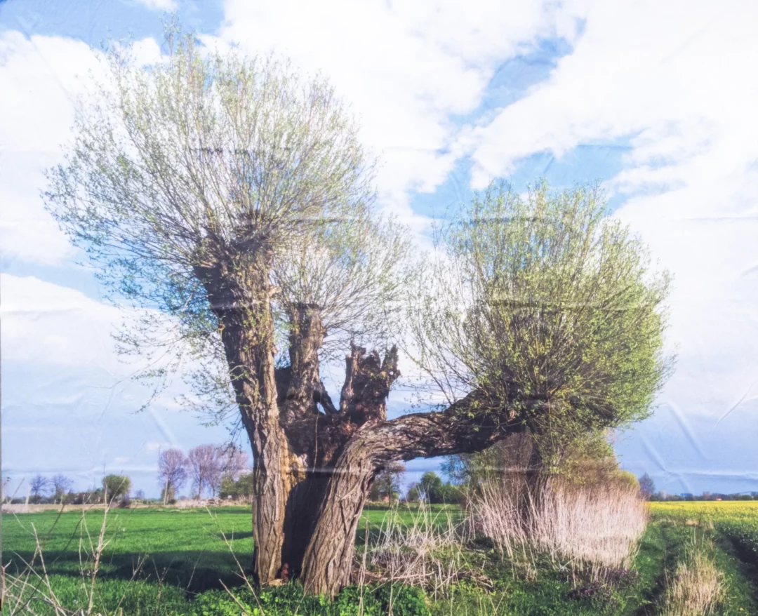 Horyzont Krajobraz Wieś Wierzba. Wiejski krajobraz przedstawiający dużą wierzbę rosnącą na otwartym polu, otoczoną bujną zielenią trawy i roślinności. Drzewo ma rozłożysty pień i gęstą koronę z młodymi liśćmi, co sugeruje wiosenną lub letnią scenerię. W tle widoczne jest błękitne niebo z białymi chmurami, tworzące spokojny i pogodny nastrój. Idealne tło na letnie i wiejski eventy lub wesela we Wrocławiu i okolicach, szczególnie w otoczeniu natury. Scenografia inspirowana wsią i przyrodą, doskonała do uroczystości na świeżym powietrzu - rent4events.pl wypożycz wrażenia, rent4weddings.pl zachowaj wspomnienia.